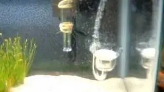 Glass CO2 Diffuser