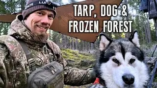 Tarp shelter camping in frozen forest with Alaskan Malamute | Taival Outdoors