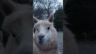 Alpacas excited by the snow! 🦙☃️