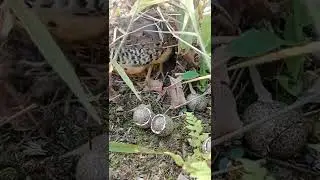 Detik-detik Puyuh Keluar Sarang #shorts