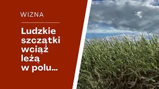 WIZNA - ludzkie szczątki wciąż leżą na polu
