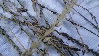 Ergot infecting rye