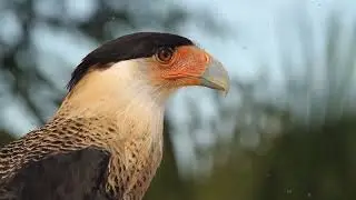 Meet the vicious Hunter Crested Caracara!!