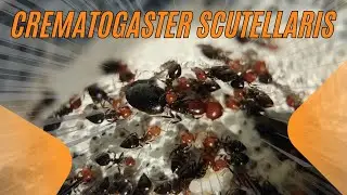 Where did these Tiny Devils come from? Crematogaster Scutellaris