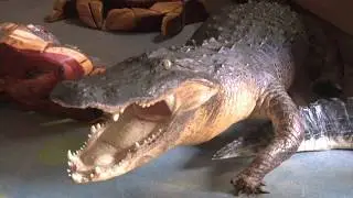 Cool Restaurants - Outback Crabshack where you eat gators and gators eat too.