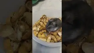 Pudim o ramister da internet 