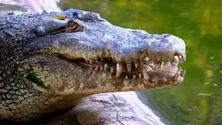 Amazon Secrets | Distinctive Animals | Amazon Documentary