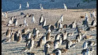 Terra do Fogo / Tierra del Fuego (Argentina)