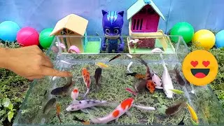 Unboxing ornamental fish, koi fish, glowfish, guppy fish, molly fish, ghost black fish