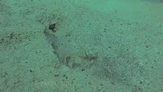 Steinitz Shrimp Goby - Ras Ghazlani, Sinai