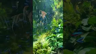 4500L aquarium with cardinal tetras and angelfish 🐠 #cardinaltetra #angelfish  #fishtank #aquarium