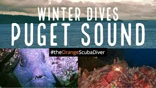 Scuba Diving on Winter at Puget Sound, Washington