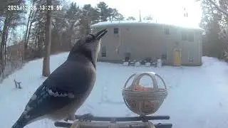 That’s how Echo got her name
