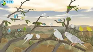 Budgie Genetics Simulator | Ep4