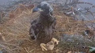 SWFL Eagles 1-23-26.  E26 PRACTICES SELF-FEEDING SKILLS!  Holds Down 