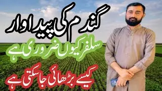Wheat crop fertilizer plan || use of herbicides || agriculturewisdom Ahsan Ali Musa