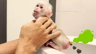 OMG! Baby monkey Baba poops in toilet after meal | Take care health!