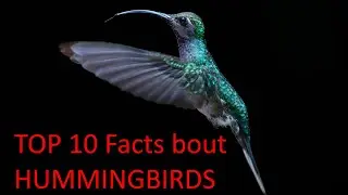 top 10 amazing facts about hummingbirds by ParentingDad