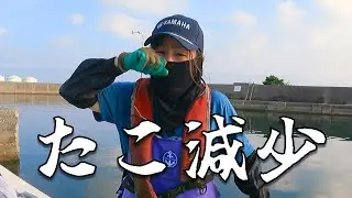 タコ漁激減！？産卵時期の影響か