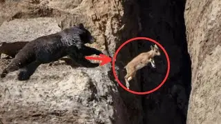 Mountain Goat Fights Bear to Protect Her Kids in the Wild | Bear Falls Off Cliff