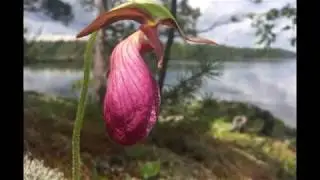 Glimpses of Special Saganaga Lake Flora