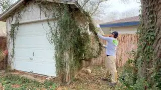 Peeling Vines like WALLPAPER all with my BARE HANDS