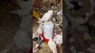 Mini loft beautiful birds #pigeon #racingpigeon #birds #bird