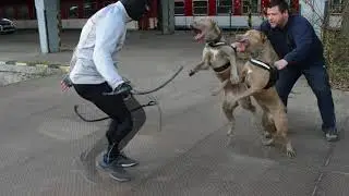 Two BANDOG FEMALES -7months old BRUTALITY vs JUNIOR EXTASY BANDOG