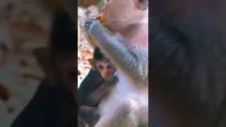 Newborn baby monkey #pongo #babyanimal #animals #babymonkey #wildlife #cute #monkey #monkeybaby #fun