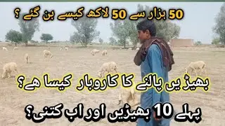 sheep farm || how to manage sheep business in barani area ||10بھیڑوں سے لاکھوں روپے کا مالک کیسے بنا