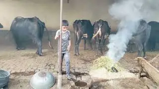 bhains ko makhi machar se kaise bachaye