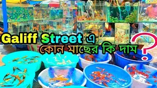 কলকাতার রঙীন মাছের হাট | Gallif Street Fish Market | Recent Aquarium Fish Price Update