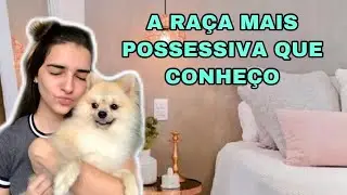 CARACTER&Iacute;STICAS DA RA&Ccedil;A LULU DA POMERANIA/SPITZ ALEM&Atilde;O | Nanda cavalcanti