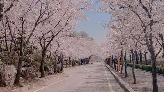 spring in south Korea🇰🇷part1 let's go around the earth🌎 #Korea#south_korea  #travel #كوريا_الجنوبيه
