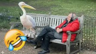 The Funniest ANIMALS of 2026 So Far 🤩 NEW Funny Animal Videos 🌬 #animals #funnycats #funnydogs