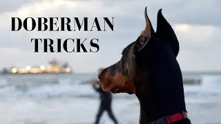 Doberman Tricks 6 Months