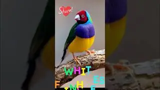 WHITE FINCHES A BEAUTIFUL BIRD VARIETY