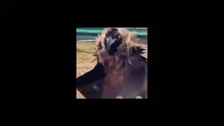 Black Vultures Tamil #blackvulture #vulture #birdsofprey #nature #wildlife #science