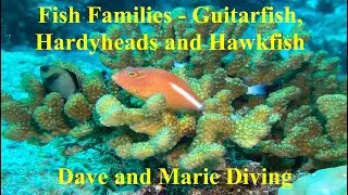 Fish Families Compilation - Guitarfish, Hardyheads and Hawkfish