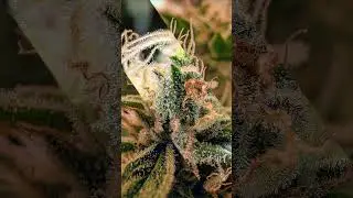 🌸 Fantasy Feast & Sunset Sherbet GF | Flower Close-Up #reggae #bobmarley #music #root #coco