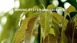 The benefits of mango leaves for health