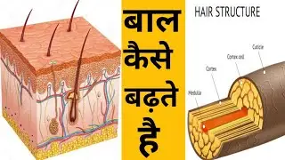 Structure Of Hair Follicle || Hair science || Khushbu Beauty Studio || Hair Growth | Dry Damage Hair