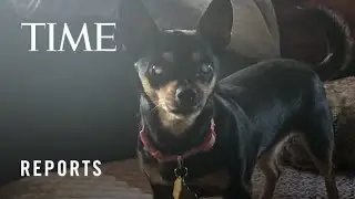 Foster Pets: Hard to Adopt, Easy to Love | TIME
