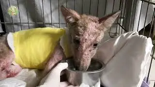 4 Ottobre 2022 #GiornataMondialedegliAnimali