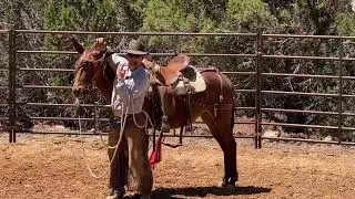 Bridling Your Mule (or horse)