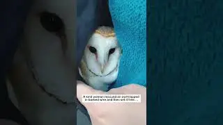 Trapped Barn Owl #wildliferescue #rescue #animalfriendshipgoals#lovestory #barnowl #owl #love  #cute