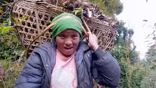 sarmila is collecting foliage for pig bedsheet & to make manure for organic farming in the village