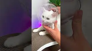 Say Goodbye to Grooming Struggles with This Cat Muzzle #catlovers #cats