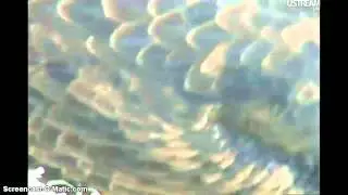 Aquila calva - Bald eagle (Decorah, IA-USA)