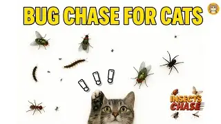 Ultimate insects Chase for Cats &ndash; Non-Stop Fun & Stimulation Moving Bugs on Screen!🪳🪰🐜🕷️